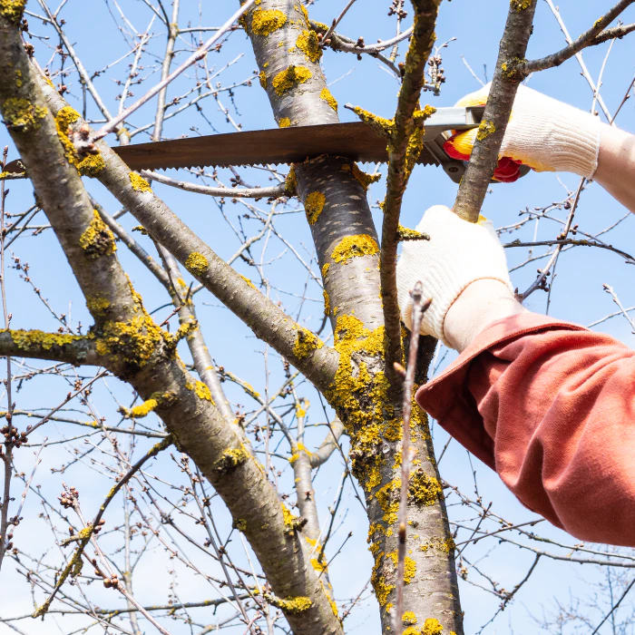 close up tree pruning in a backyard galena mo