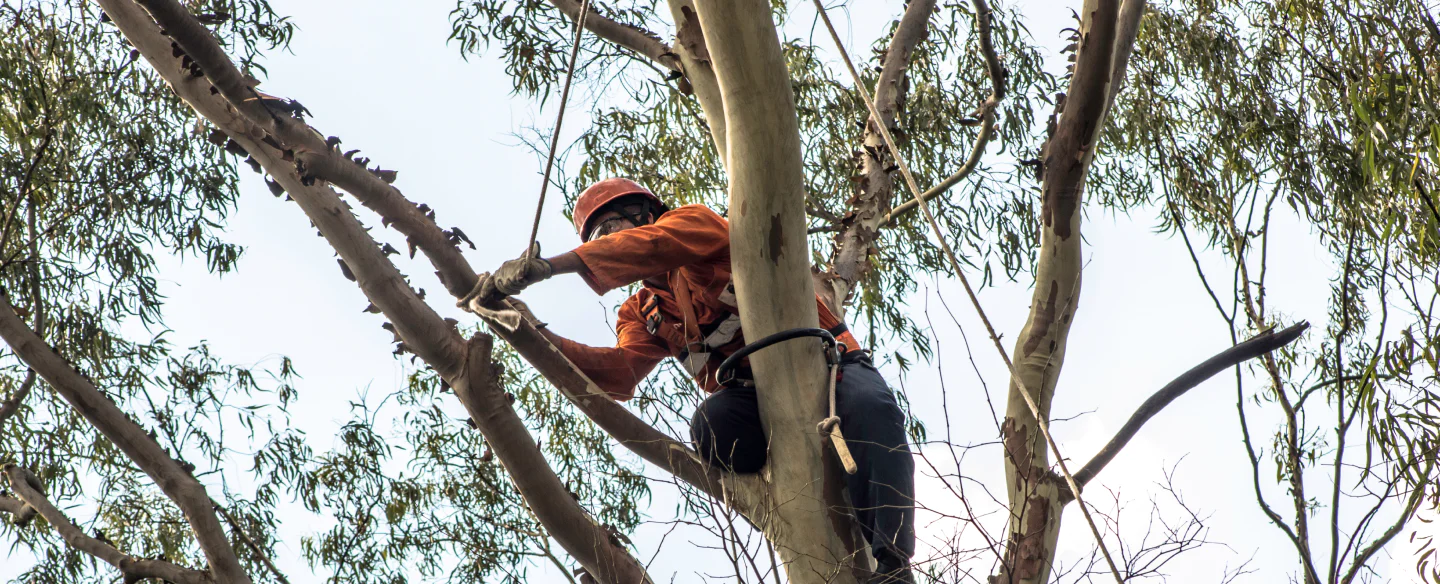 contractor in a tree during a tree pruning galena mo