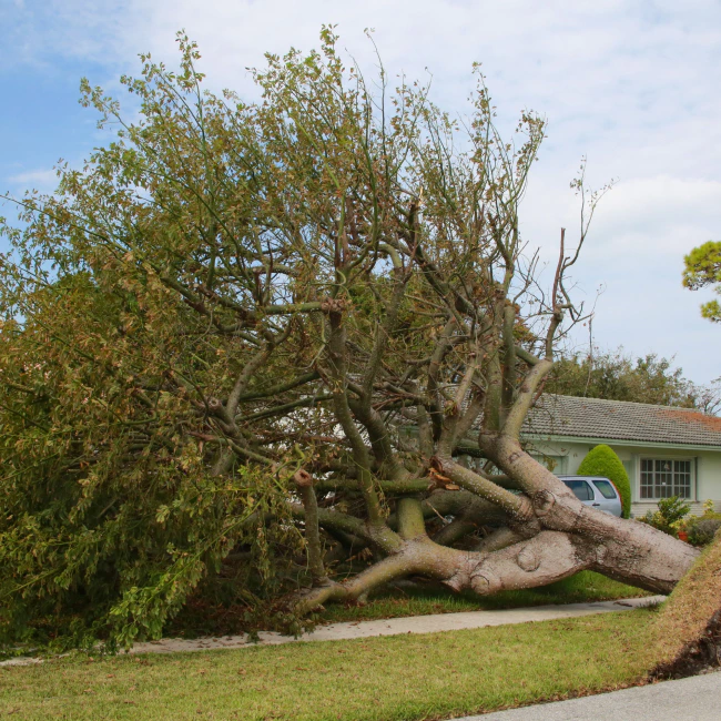 fallen tree outside a house galena mo