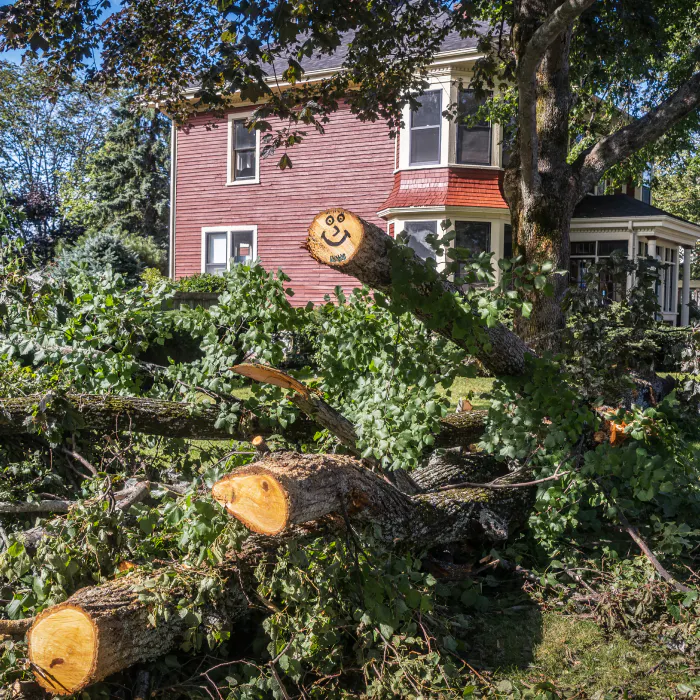 fallen trees on a tree removal galena mo