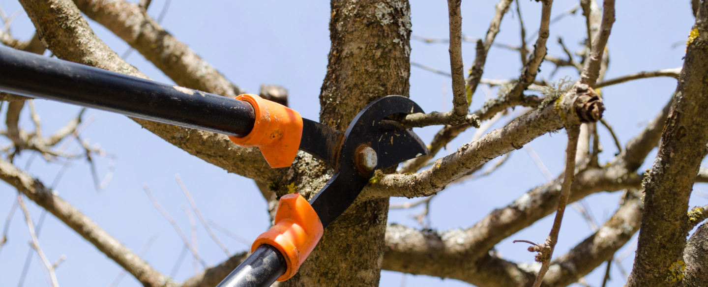 tree pruning services