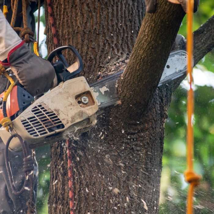 arborist removing a tree branson west mo