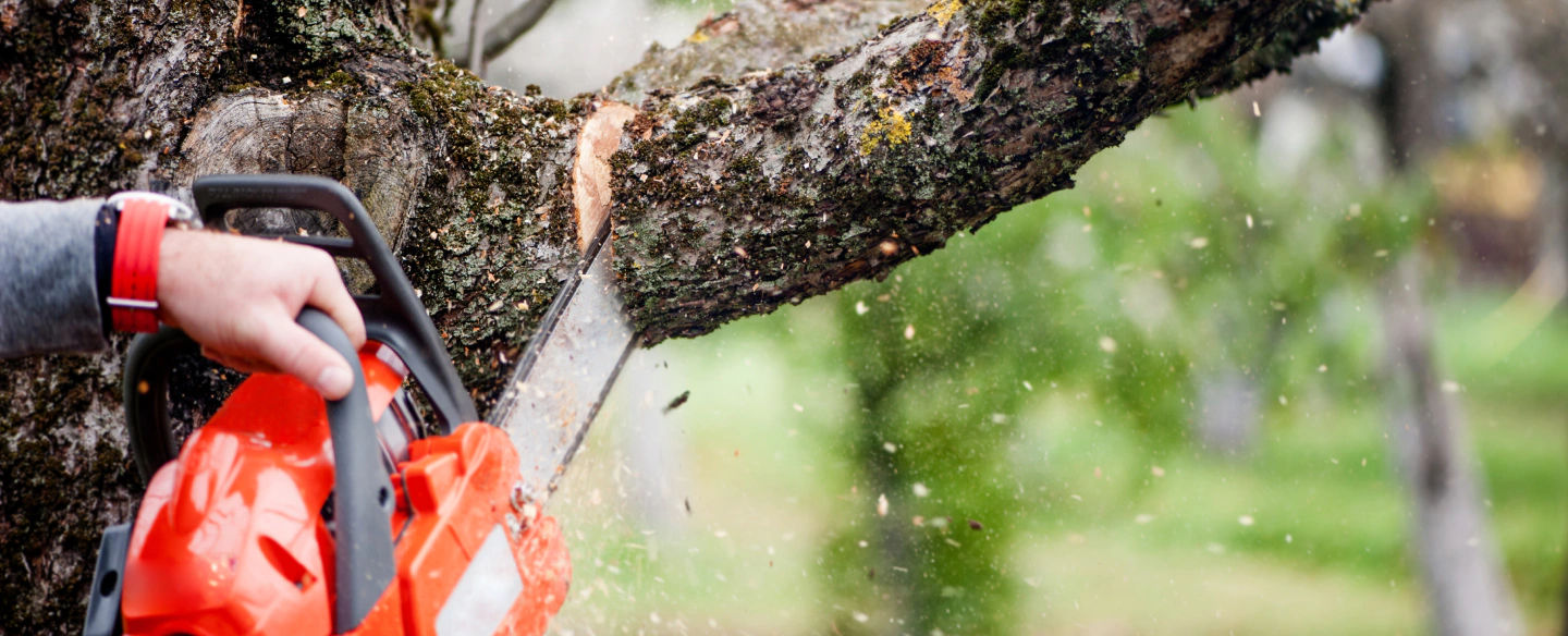 tree removal services branson west mo