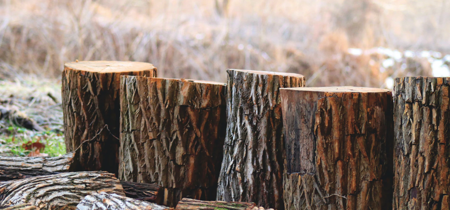 four pieces of felled tree with some grass at the back