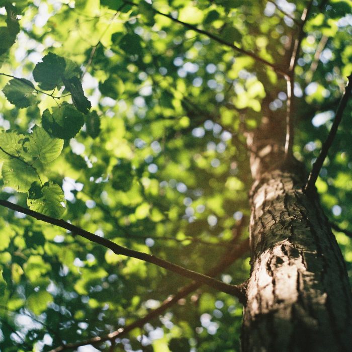 tree with leafs and branches around